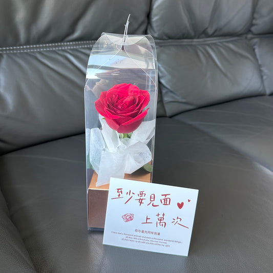 A red rose in a clear packaging with a card in front displaying a message, placed on a grey sofa.