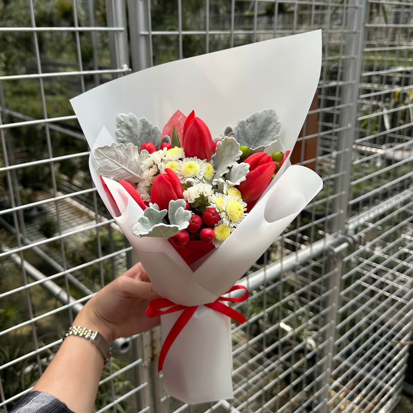 Bouquet of red tulips flowers wrapped in white paper with a red ribbon held by a person against a wire fence background.